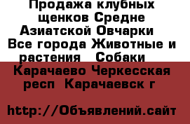 Продажа клубных щенков Средне Азиатской Овчарки - Все города Животные и растения » Собаки   . Карачаево-Черкесская респ.,Карачаевск г.